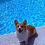dog, corgi, pool, water, sunlight, outdoor, pet, happy, smiling, fur, animal, shadow, summer, texture, blue, daylight, canine, sitting, nature, leisure