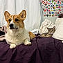 corgi, tabby_cat, bed, blanket, pillow, indoor, pet, animal, dog, cat, sticker_wall, fur, resting, cute, domestic, cozy, curtain, relaxing, room, companion