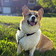 Sawyer joined the competition — help win amazing prizes! dog, corgi, grass, outdoor, sunlight, pet, happy, tongue_out, fur, collar, leash, animal, nature, greenery, smiling, canine, summer, house, daytime, portrait