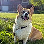 dog, corgi, grass, outdoor, sunlight, pet, happy, tongue_out, fur, collar, leash, animal, nature, greenery, smiling, canine, summer, house, daytime, portrait