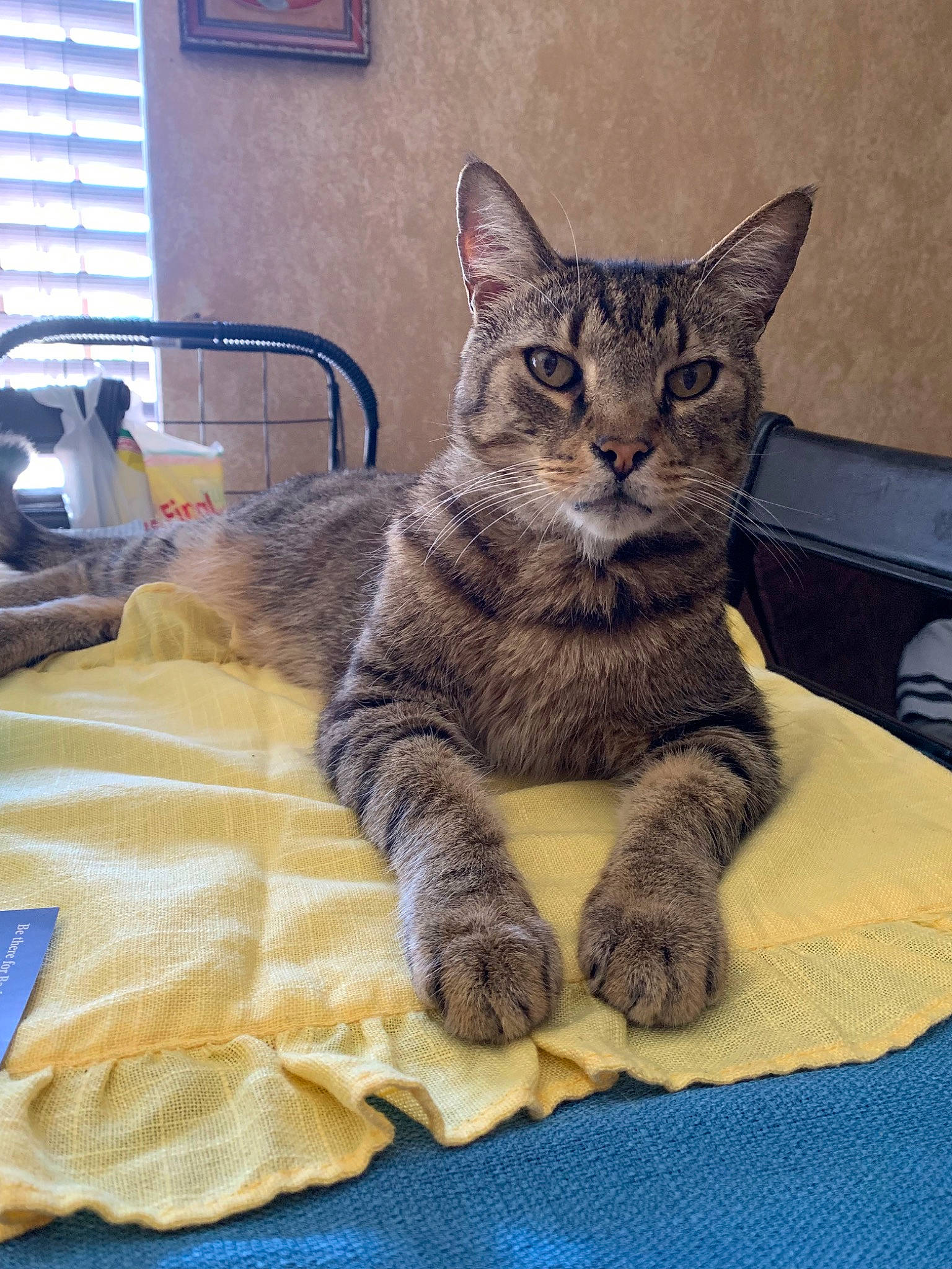 Cutie joined the competition — help win amazing prizes! american_shorthair, asian, australian_mist, california_spangled, carnivore, cat, domestic_short_haired_cat, dragon_li, egyptian_mau, european_shorthair, felidae, german_rex, kitten, mammal, ocicat, pixie_bob, small_to_medium_sized_cats, tabby_cat, vertebrate, whiskers