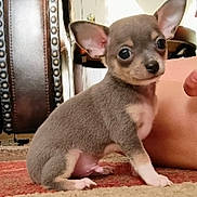 Prince is registered to the contest to win money with this photo: puppy, dog, small_dog, chihuahua, carpet, indoor, pet, cute, ears, fur, sitting, animal, young, closeup, floor, brown, beige, person, furniture, portrait