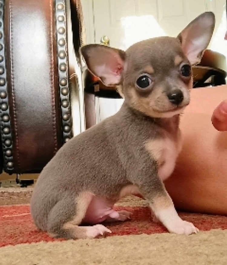 Prince