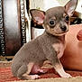 puppy, dog, small_dog, chihuahua, carpet, indoor, pet, cute, ears, fur, sitting, animal, young, closeup, floor, brown, beige, person, furniture, portrait