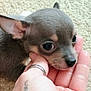 Prince joined the competition — help win amazing prizes! puppy, dog, hand, carpet, cute, small, pet, animal, fur, ears, eyes, tattoo, ring, closeup, domestic_animal, young, mammal, face, resting, soft