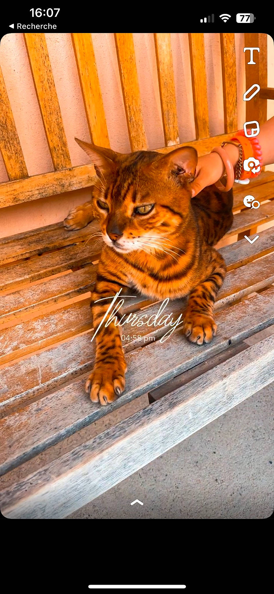 Tiger a rejoint le concours — aidez-le/la à gagner de superbes lots ! big_cats, carnivore, cat, claw, door, fawn, felidae, flooring, fur, hardwood, orange, small_to_medium_sized_cats, snout, tail, terrestrial_animal, tints_and_shades, whiskers, wildlife, window, wood