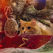 Simba participe au concours pour gagner de l'argent avec cette photo : cat, christmas_tree, close_up, cozy, curious, decorations, feline, festive, green, holiday, indoor, orange_tabby, ornament, pet, pine_needles, red, soft_lighting, tree_skirt, whiskers, wide_eyes