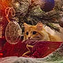 cat, christmas_tree, close_up, cozy, curious, decorations, feline, festive, green, holiday, indoor, orange_tabby, ornament, pet, pine_needles, red, soft_lighting, tree_skirt, whiskers, wide_eyes