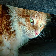 Simba participe au concours pour gagner de l'argent avec cette photo : animal, cat, close_up, curious, feline, fluffy, fur, green_eyes, indoor, nose, orange_cat, pet, portrait, quiet, shadow, side_view, soft_light, under_table, whiskers, wooden_surface