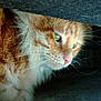 cat, orange_cat, fluffy, whiskers, close_up, green_eyes, curious, under_table, wooden_surface, pet, animal, feline, indoor, soft_light, portrait, fur, nose, side_view, quiet, shadow