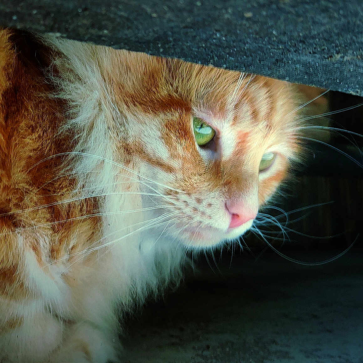 Simba participe au concours pour gagner de l'argent avec cette photo : animal, cat, close_up, curious, feline, fluffy, fur, green_eyes, indoor, nose, orange_cat, pet, portrait, quiet, shadow, side_view, soft_light, under_table, whiskers, wooden_surface