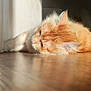 cat, orange_cat, sleeping, nap, sunlight, indoor, wooden_floor, fur, pet, cozy, relaxation, domestic_animal, whiskers, ears, closeup, quiet, resting, home, animal, lazy
