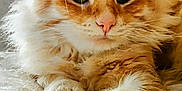 Simba participe au concours pour gagner de l'argent avec cette photo : animal, bed, cat, closeup, cozy, cute, domestic_cat, feline, fluffy, fur, home, indoor, laying_down, orange_tabby, paw, pet, portrait, relaxed, soft, whiskers