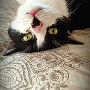 Némo a rejoint le concours — aidez-le/la à gagner de superbes lots ! cat, black_and_white, upside_down, bedspread, patterned, green_eyes, whiskers, indoor, pet, feline, cute, relaxed, lying_down, soft_light, close_up, animal, domestic_cat, bed, resting, nose