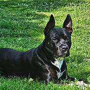 Rosko a rejoint le concours — aidez-le/la à gagner de superbes lots ! alert, animal, black_dog, canine, daylight, dog, ears_up, fur, grass, greenery, mammal, nature, outdoor, pet, portrait, relaxed, resting, summer, sunlight, white_markings