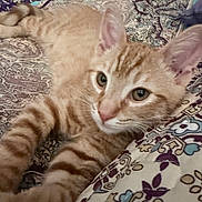 Ginger is registered to the contest to win money with this photo: animal, cat, close_up, cute, domestic_cat, ears, eyes, feline, fur, indoor, kitten, orange_tabby, patterned_fabric, pet, relaxed, resting, soft_focus, stretching, whiskers, young_cat