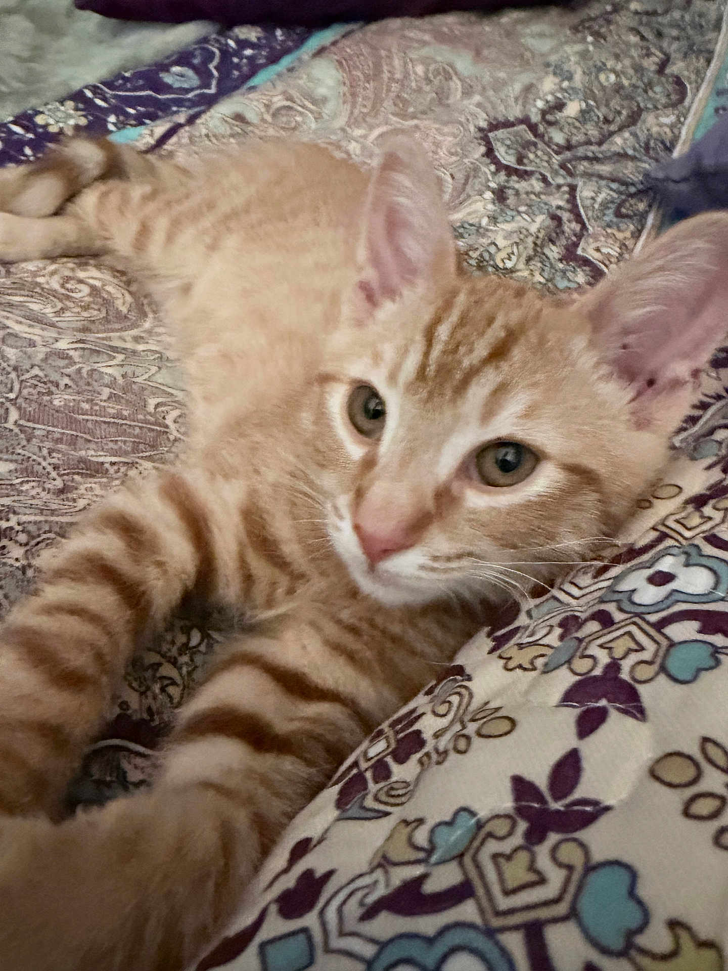 Ginger is registered to the contest to win money with this photo: animal, cat, close_up, cute, domestic_cat, ears, eyes, feline, fur, indoor, kitten, orange_tabby, patterned_fabric, pet, relaxed, resting, soft_focus, stretching, whiskers, young_cat