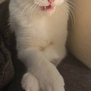 Felon is registered to the contest to win money with this photo: alert, animal, cat, closeup, cute, fur, gray, indoor, light, lock_screen, notification, paws, pet, phone_screen, portrait, resting, shadow, text_overlay, whiskers, white