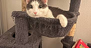 Felon is registered to the contest to win money with this photo: animal, black_and_white, bottle, box, cat, cat_tree, closeup, cozy, curious, feline, furniture, home, indoor, paw, pet, relaxing, resting, ritz_bits, table, wall