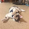 Felon is registered to the contest to win money with this photo: animal, cat, cozy, curious, cute, domestic_animal, feline, floor, gray_cat, home, indoor, lying_down, mammal, paw, pet, pet_harness, relaxed, stretching, tile_floor, white_cat