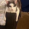 Felon joined the competition — help win amazing prizes! animal, armrest, black_and_white, carpet, cat, comfort, companion, couch, dog, domestic, fur, furniture, gray_and_white, household, indoor, looking, pet, relaxed, room, sitting