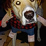 Effie Pearl joined the competition — help win amazing prizes! accessories, animal, beagle, boot, canine, clothing, dog, footwear, glove, hound, husky, labradorretriever, pants, pet, pointer, puppy, ridingboot, shoe, shorts, slate