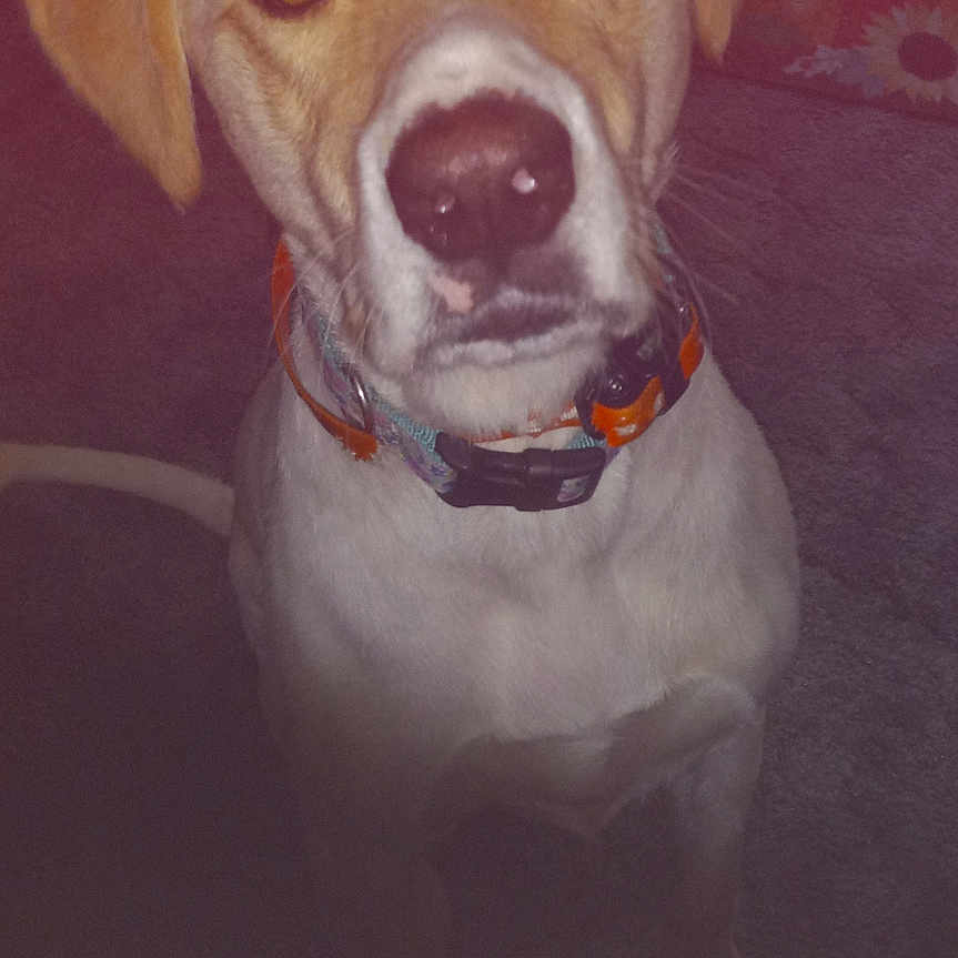 Effie Pearl joined the competition — help win amazing prizes! accessories, animal, beagle, bodypart, boxer, bulldog, canine, collar, dog, goldenretriever, hound, labradorretriever, leash, mouth, pet, pitbull, pointer, puppy, snout, whitedog