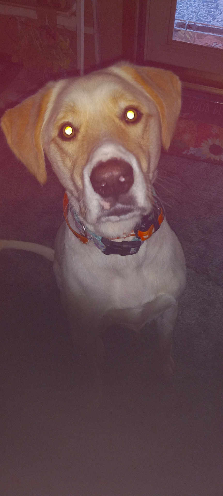 Effie Pearl joined the competition — help win amazing prizes! accessories, animal, beagle, bodypart, boxer, bulldog, canine, collar, dog, goldenretriever, hound, labradorretriever, leash, mouth, pet, pitbull, pointer, puppy, snout, whitedog