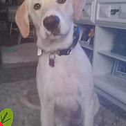 Effie Pearl joined the competition — help win amazing prizes! animal, beagle, book, canine, dog, envelope, flower, greetingcard, hound, labradorretriever, licenseplate, mail, pet, petal, plant, publication, puppy, text, transportation, vehicle