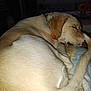 Effie Pearl is registered to the contest to win money with this photo: animal, canine, computer, computerhardware, computerkeyboard, dog, electronics, entertainmentcenter, furniture, goldenretriever, hardware, hound, labradorretriever, monitor, person, pet, puppy, screen, sleeping, tv