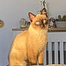 animal, cactus, cat, chair, cushion, decor, domestic, feline, fur, furniture, household, indoor, pet, plant, portrait, siamese_cat, sitting, sunlight, table, whiskers