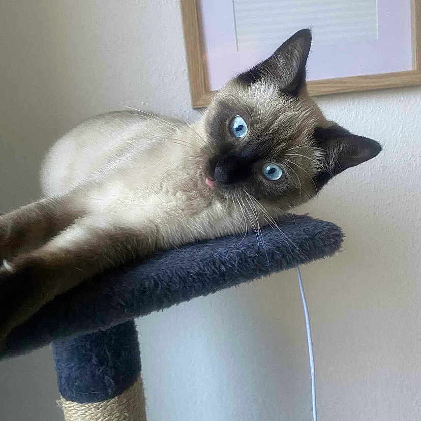 Marla