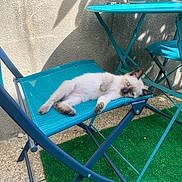 Marla a rejoint le concours — aidez-le/la à gagner de superbes lots ! blue_eyes, cat, chair, cute, domestic_animal, furniture, green_turf, kitten, outdoor, pet, relaxing, resting, shadows, siamese, small_animal, summer, sunlight, table, turquoise, wall