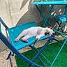 blue_eyes, cat, chair, cute, domestic_animal, furniture, green_turf, kitten, outdoor, pet, relaxing, resting, shadows, siamese, small_animal, summer, sunlight, table, turquoise, wall