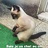 Marla participe au concours pour gagner de l'argent avec cette photo : animal, cat, concrete_floor, curious, cute, ears, emoji, feline, green_carpet, humor, outdoor, pet, siamese, sitting, social_media, story, tail, text_overlay, wall, whiskers
