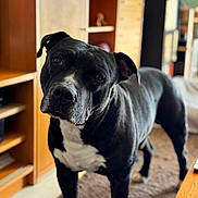 Lasko a rejoint le concours — aidez-le/la à gagner de superbes lots ! dog, black_and_white, pet, indoor, carpet, wooden_furniture, shelf, curious, head_tilt, canine, mammal, domestic_animal, portrait, standing, close_up, eyes, ears, snout, fur, room
