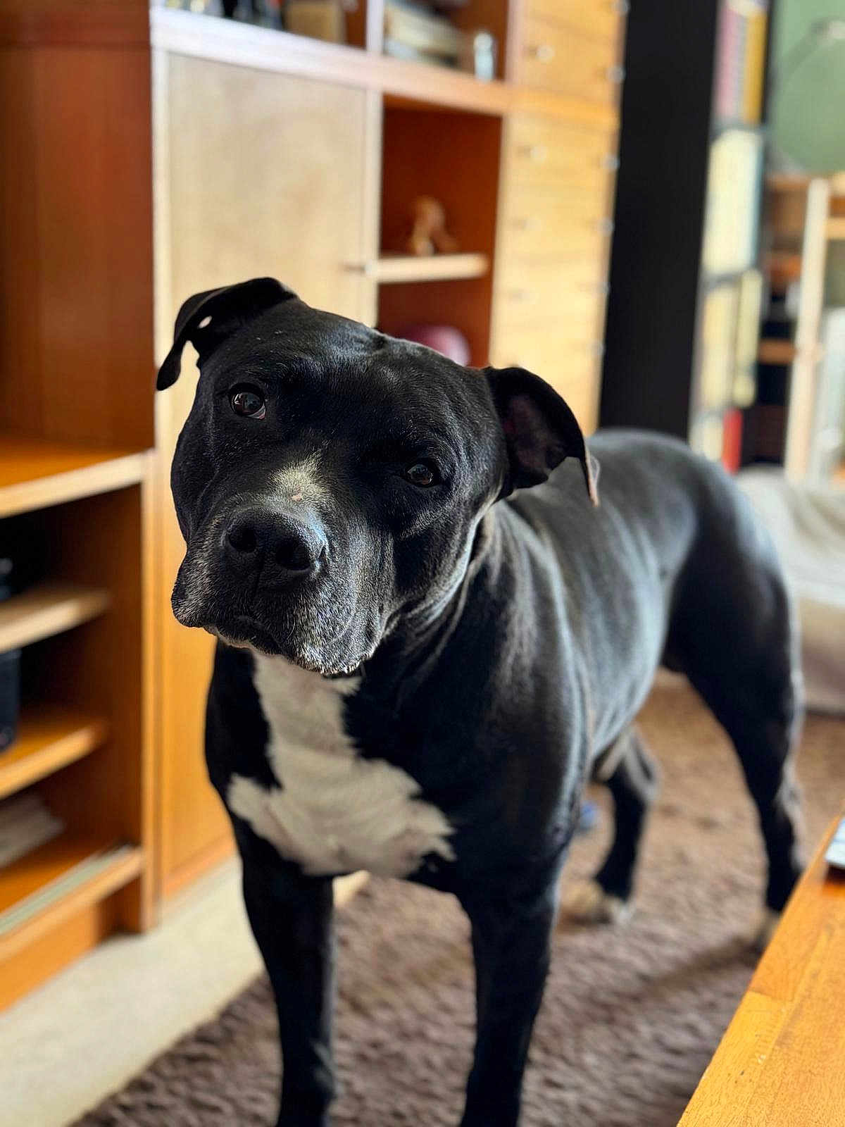 Lasko a rejoint le concours — aidez-le/la à gagner de superbes lots ! dog, black_and_white, pet, indoor, carpet, wooden_furniture, shelf, curious, head_tilt, canine, mammal, domestic_animal, portrait, standing, close_up, eyes, ears, snout, fur, room