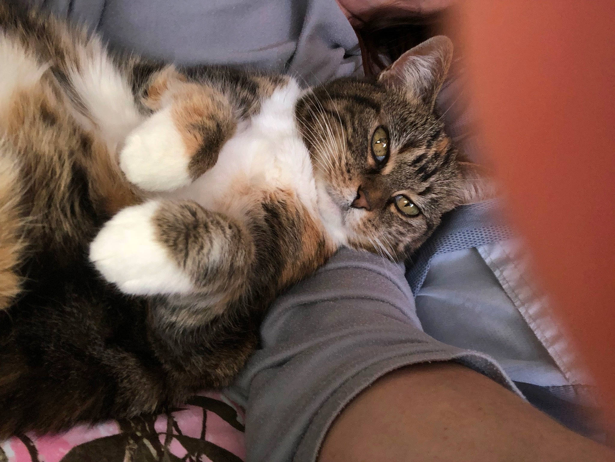 Calico is registered to the contest to win money with this photo: carnivore, cat, claw, comfort, domestic_short_haired_cat, felidae, fur, nap, paw, sleep, small_to_medium_sized_cats, snout, tail, whiskers