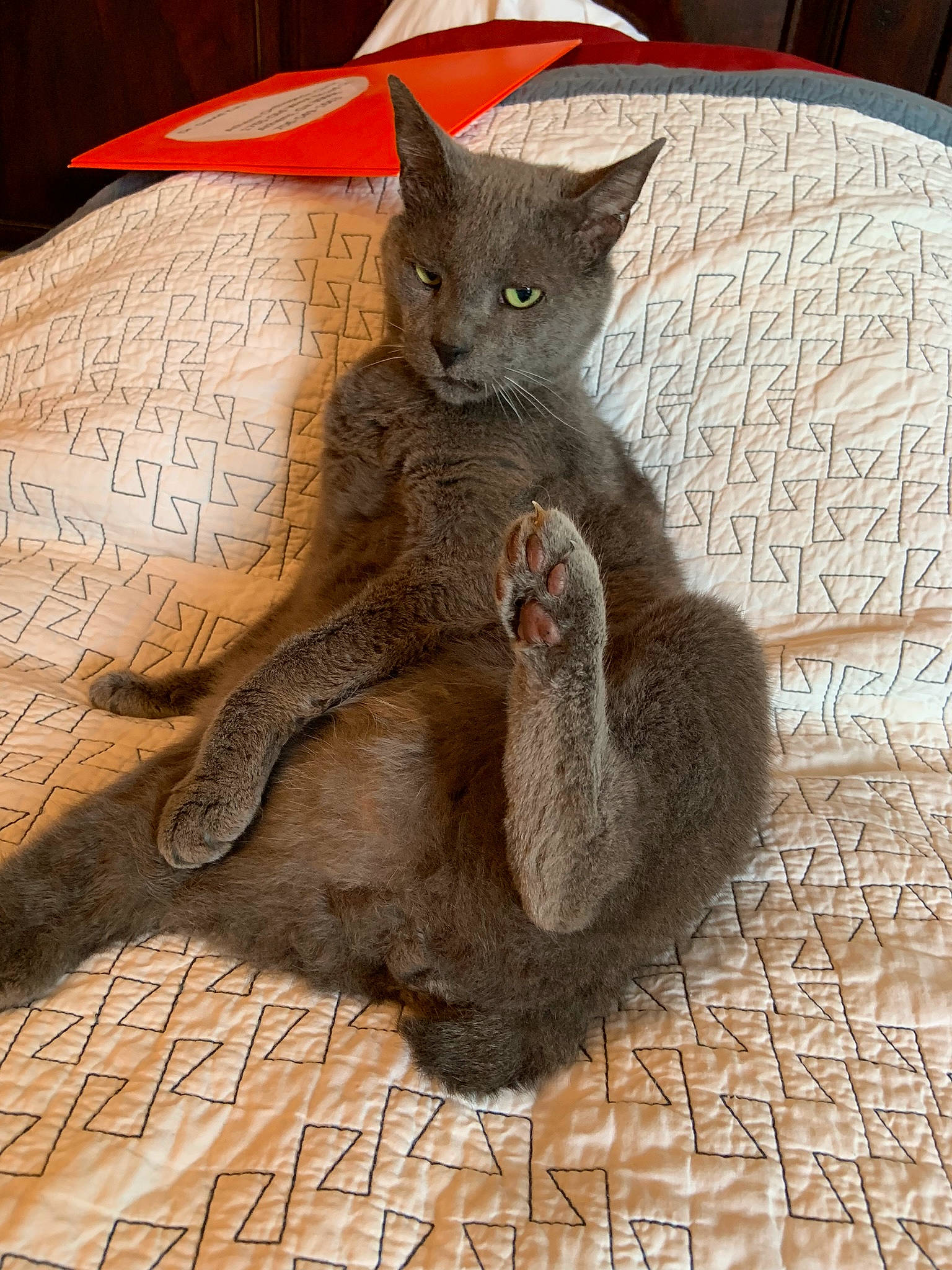 Chachi is registered to the contest to win money with this photo: asian, british_shorthair, carnivore, cat, chartreux, domestic_short_haired_cat, fawn, felidae, german_rex, kitten, korat, mammal, nebelung, russian_blue, small_to_medium_sized_cats, vertebrate, whiskers