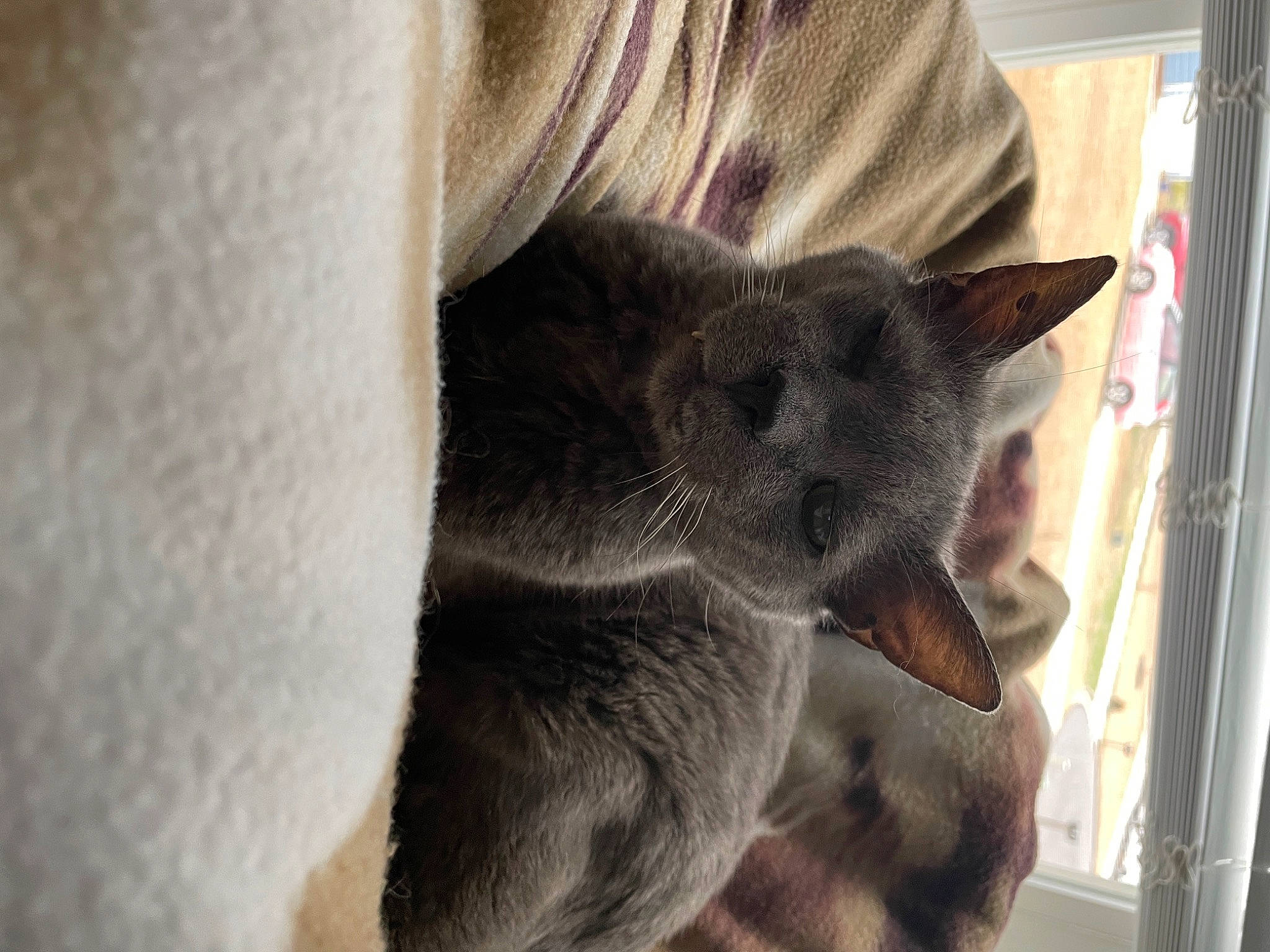 Chachi is registered to the contest to win money with this photo: carnivore, cat, claw, comfort, domestic_short_haired_cat, ear, fawn, felidae, fur, grey, nap, russian_blue, small_to_medium_sized_cats, snout, tail, terrestrial_animal, whiskers, window