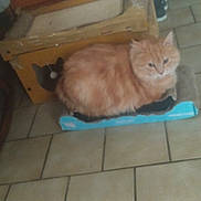 Manola Khamsomphou participe au concours pour gagner de l'argent avec cette photo : box, cardboard_box, cat, closeup, cozy, eyes, face, feline, floor_tiles, fluffy, fur, home, indoor, orange_cat, pet, relaxed, scratcher, sitting, tiled_floor, whiskers