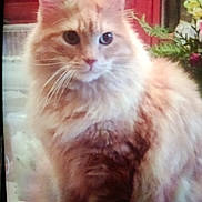 Manola Khamsomphou a rejoint le concours — aidez-le/la à gagner de superbes lots ! cat, orange_cat, fluffy, long_hair, portrait, pet, feline, whiskers, sitting, indoor, home_interior, flowers, plant, tablecloth, fur, eyes, ears, nose, closeup, cute