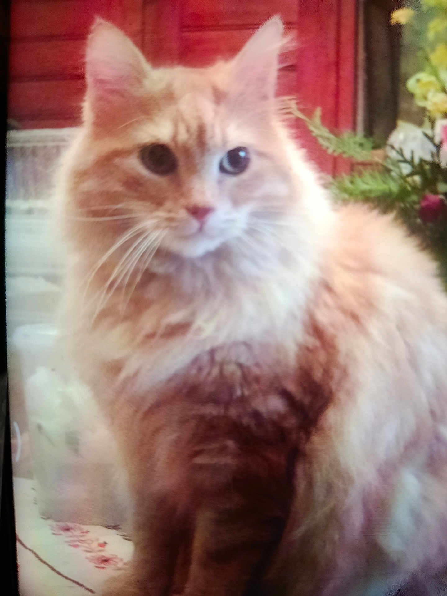 Manola Khamsomphou a rejoint le concours — aidez-le/la à gagner de superbes lots ! cat, orange_cat, fluffy, long_hair, portrait, pet, feline, whiskers, sitting, indoor, home_interior, flowers, plant, tablecloth, fur, eyes, ears, nose, closeup, cute