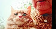 Manola Khamsomphou a rejoint le concours — aidez-le/la à gagner de superbes lots ! cat, closeup, fur, ginger_cat, green_eyes, handheld, holding, necklace, outdoor_background, owner, paw, pet, phone_screenshot, portrait, selfie, senior_woman, surprised_expression, sweater, whiskers, woman