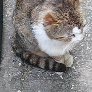 Chopin Kham a rejoint le concours — aidez-le/la à gagner de superbes lots ! cat, tabby_cat, feline, pet, fur, whiskers, paws, tail, ear, white_chest, sitting, resting, concrete, pavement, gravel, outdoor, closeup, top_view, striped_tail, curled