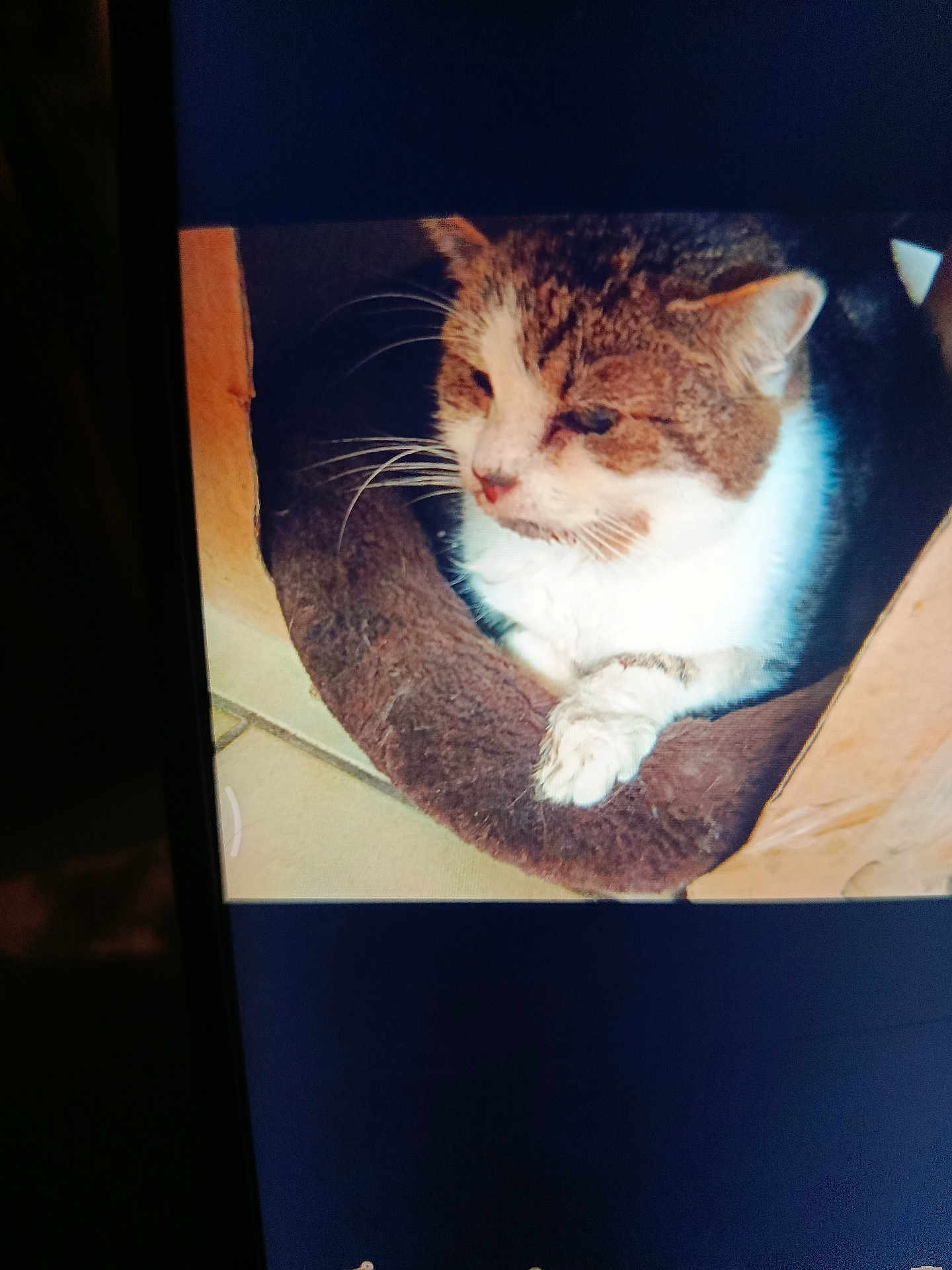 Chopin Kham a rejoint le concours — aidez-le/la à gagner de superbes lots ! cat, feline, pet, whiskers, paw, ear, fur, tabby, white_fur, brown_fur, pet_bed, cozy, indoor, tiled_floor, cardboard, closeup, portrait, resting, sleepy, home