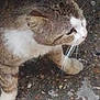 Chopin Kham a rejoint le concours — aidez-le/la à gagner de superbes lots ! cat, tabby, feline, whiskers, paw, fur, white_fur, close_up, profile_view, outdoor, pavement, ground, nose, ear, pet, animal, portrait, street, curious, mammal