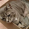 animal, cardboard_box, cat, close_up, container, cozy, gray_fur, green_eyes, home, household, indoors, paws, pet, portrait, sitting, sleeping, tabby_cat, table, whiskers, wooden_furniture
