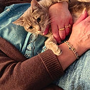 Lulu Kham participe au concours pour gagner de l'argent avec cette photo : blue_shirt, bracelet, cat, close_up, cozy, cuddling, feline, fur, hand, indoor, lap, living_room, person, pet, portrait, ring, sweater, tabby_cat, whiskers, wide_eyes
