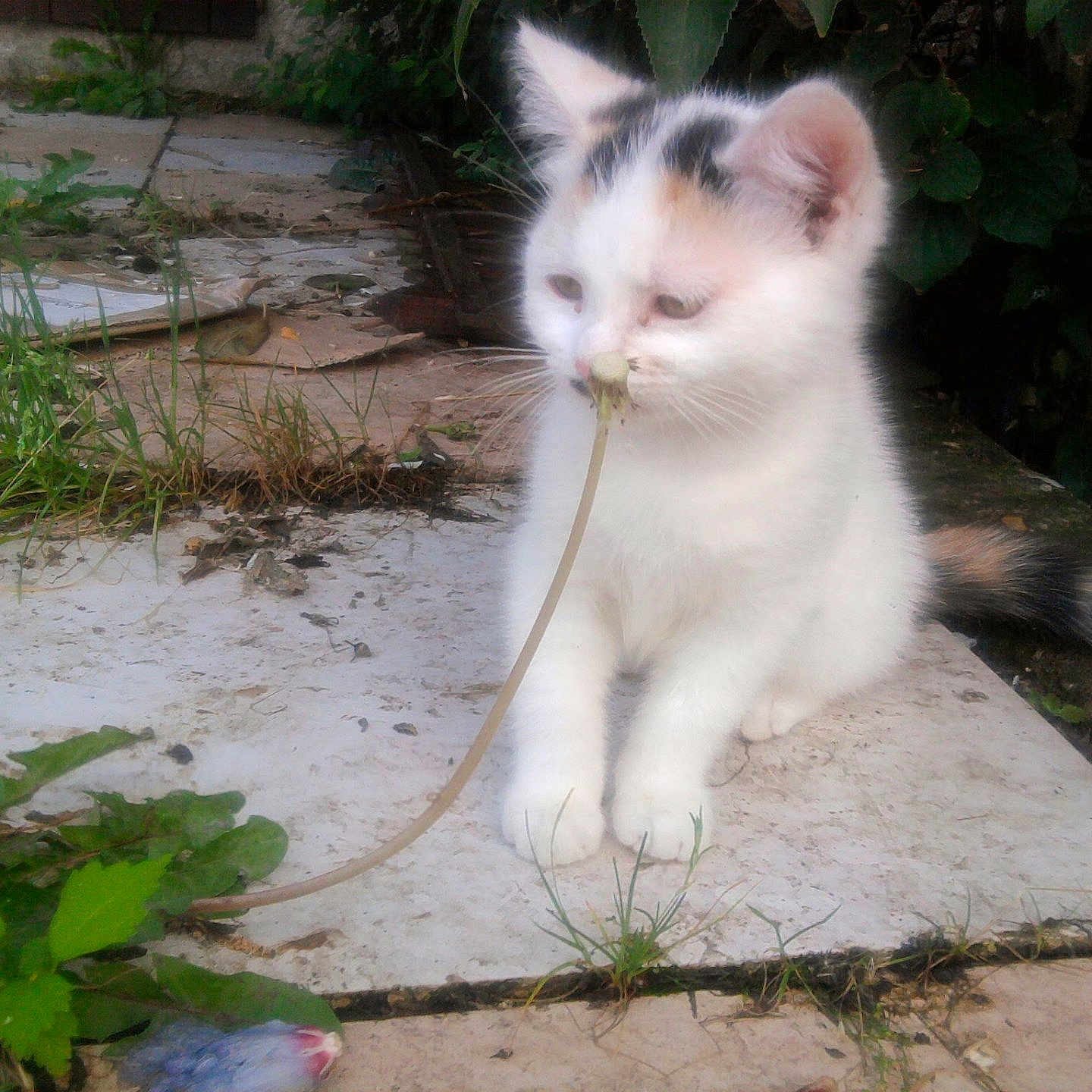 Poupoune participe au concours pour gagner de l'argent avec cette photo : backyard, calico, cat, close_up, curious, dirt, grass, kitten, leaf, nature, outdoor, paving, paws, plant, playful, sitting, tail, tiles, whiskers, white_fur